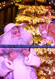 Новогодние приключения котов-чемпионов